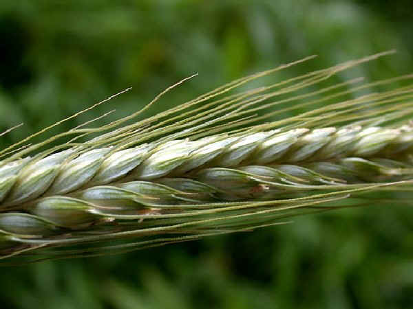 Triticale (x Triticosecale Wittmack)