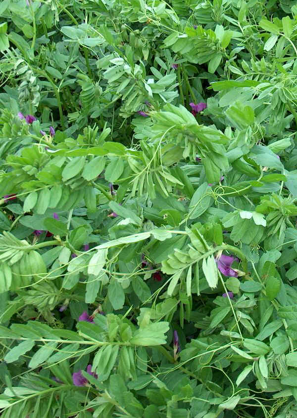 Veccia - Vicia sativa L.  