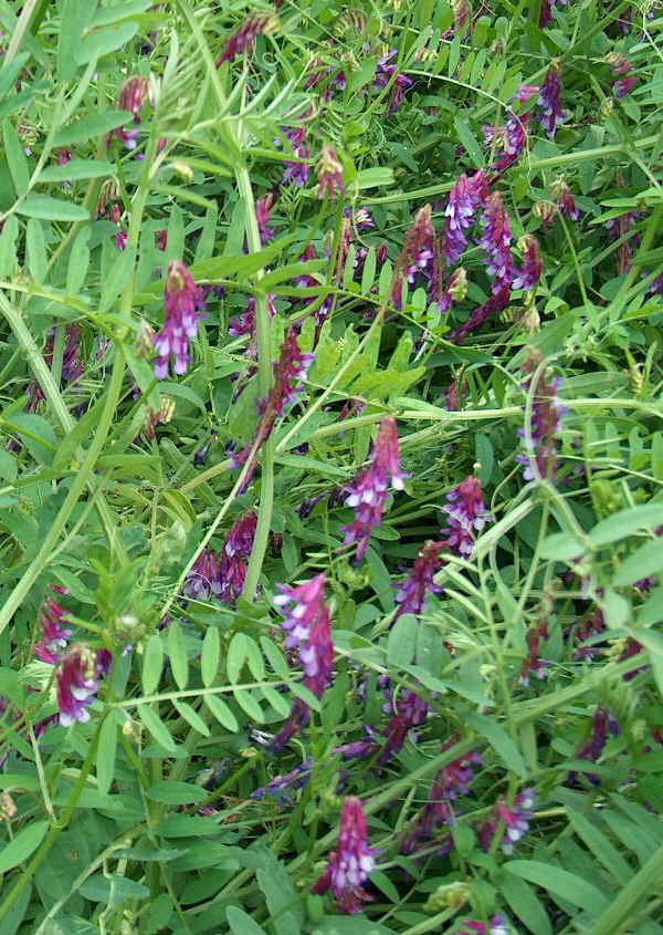 Veccia villosa - Vicia villosa Roth  