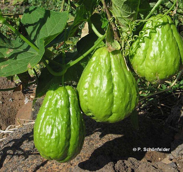 Zucca spinosa