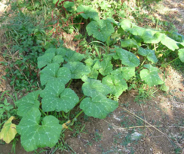 Pianta di Zucca da inverno 