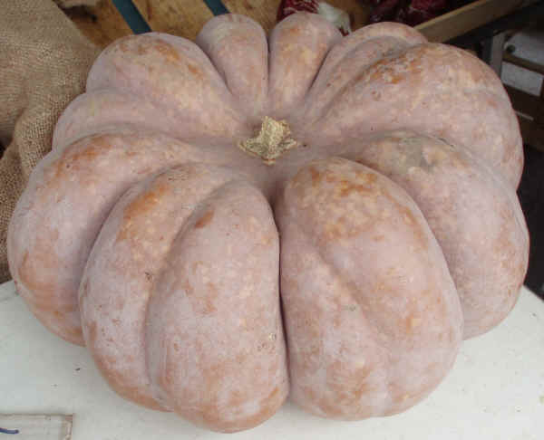 Zucca da inverno - Cucurbita moscata