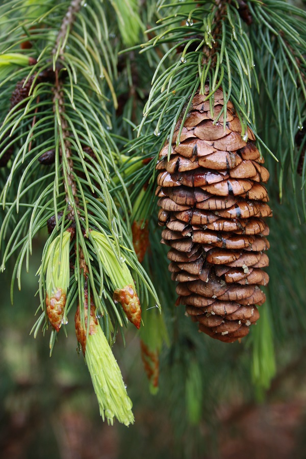 Abete rosso himalayano