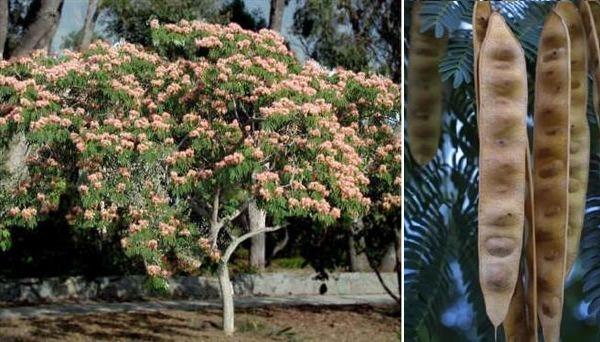 Acacia di Costantinopoli