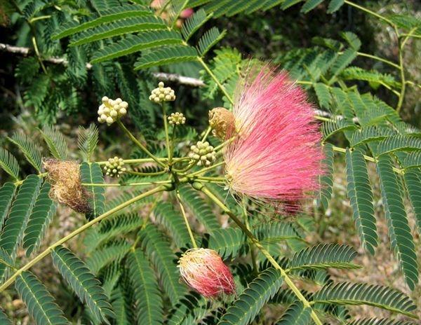 Acacia di Costantinopoli