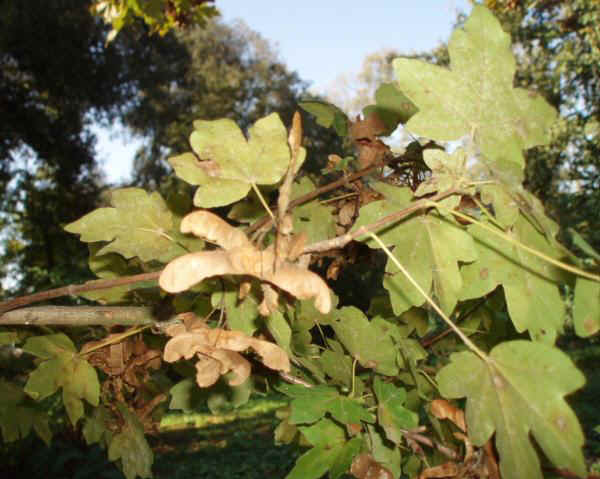 Rametto di Acero campestre 