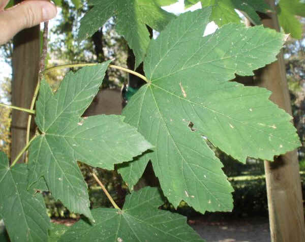 Foglie di Acero di monte 