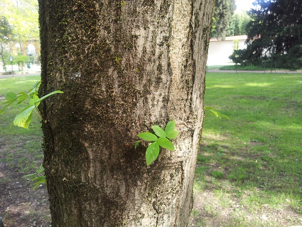 Frutti di Acero negundo