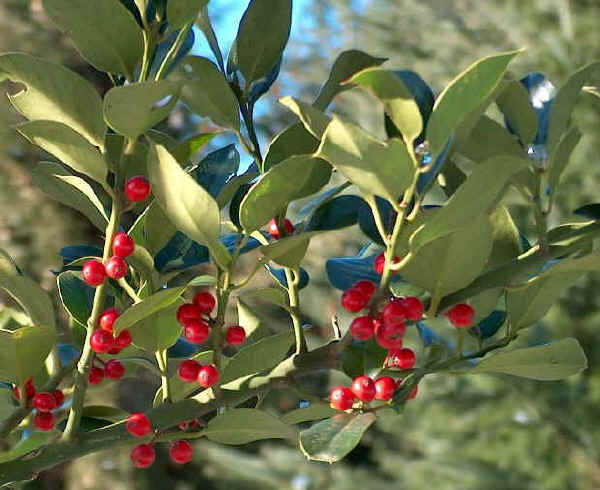 Rametto con drupe di Agrifoglio in inverno