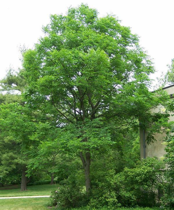 Albero dei cervi