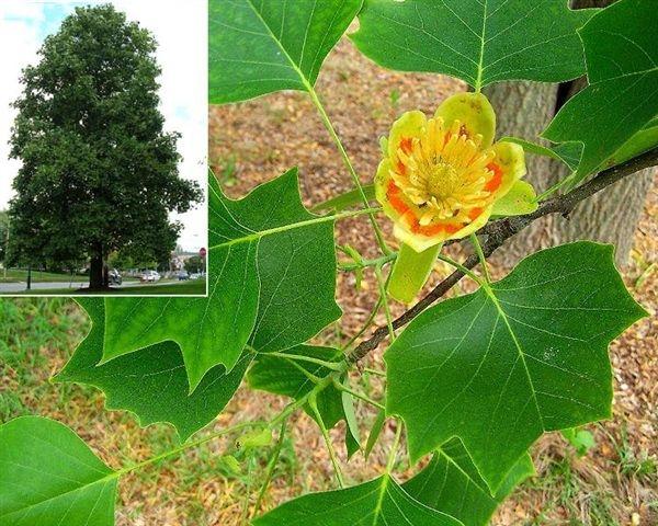 Albero dei tulipani