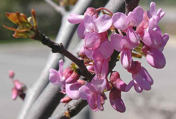 Fiori dell'Albero di Giuda