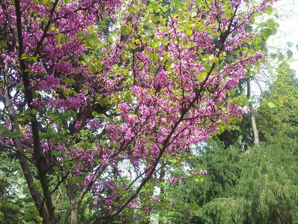 Fiori dell'Albero di Giuda