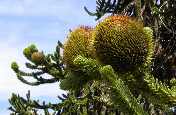 Coni femminili di Araucaria del Cile