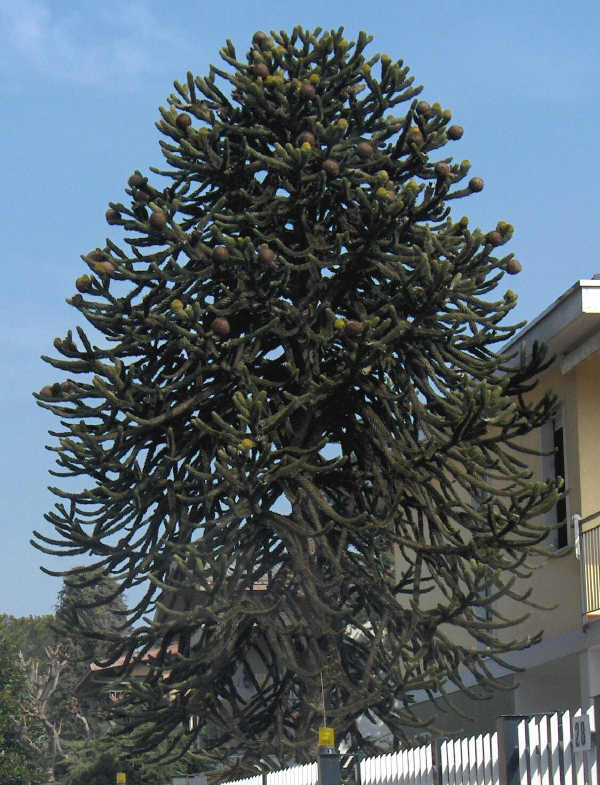 Araucaria del Cile