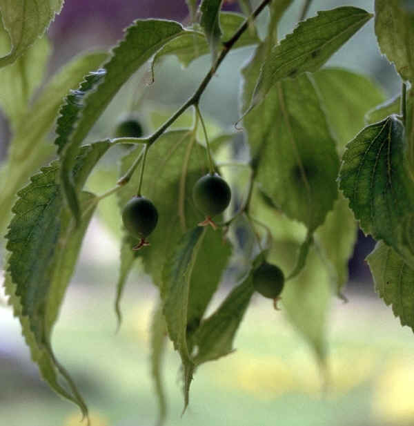 Foglie e frutti di Bagolaro