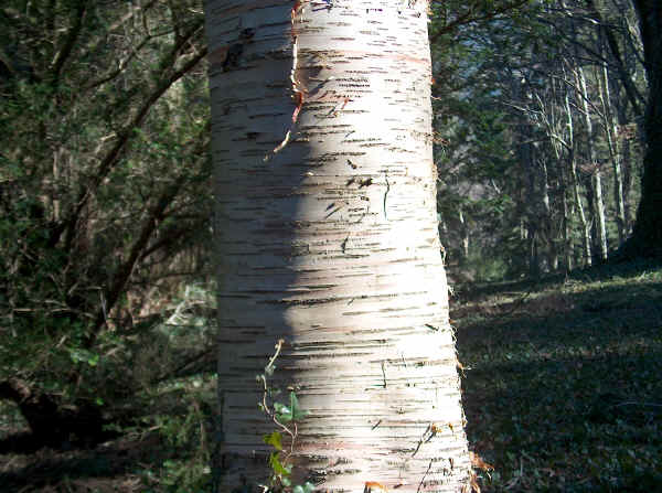 Tronco di Betulla bianca - Betula pendula Roth