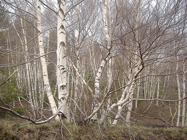 Betulla dell'Etna