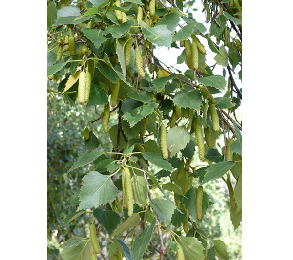 Betulla dell'Etna