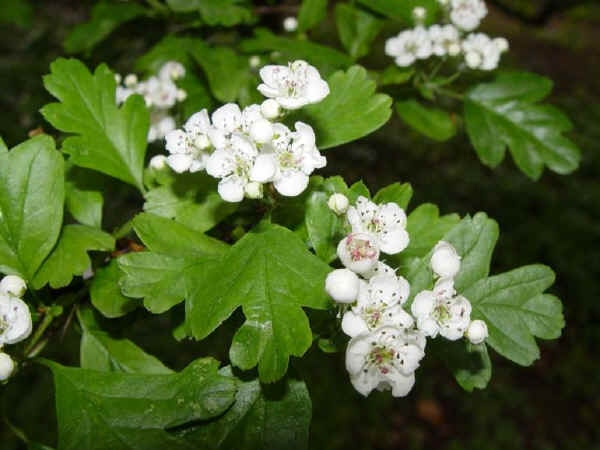 Fiori di Biancospino - Crataegus monogyna Jacq.