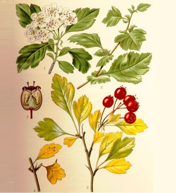 Fiori di Biancospino - Crataegus monogyna Jacq.