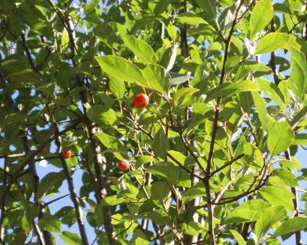 Biancospino di Lavalle - Crataegus lavallei