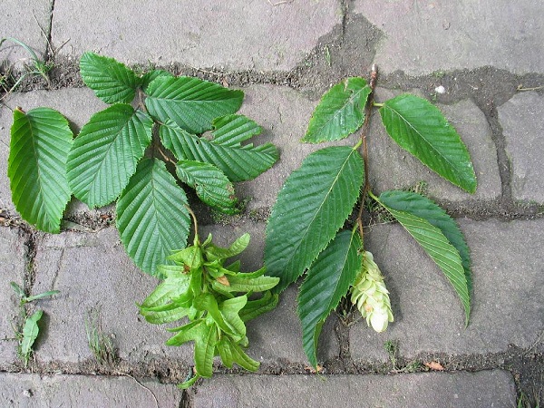 Carpino nero o Carpinella - Ostrya carpinifolia Scop.