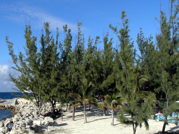 Casuarina comune