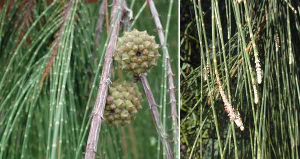 Casuarina comune