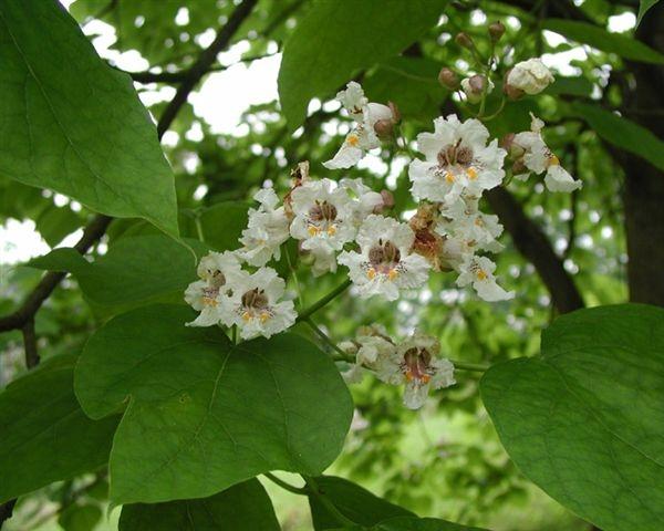 Fiori di Catalpa