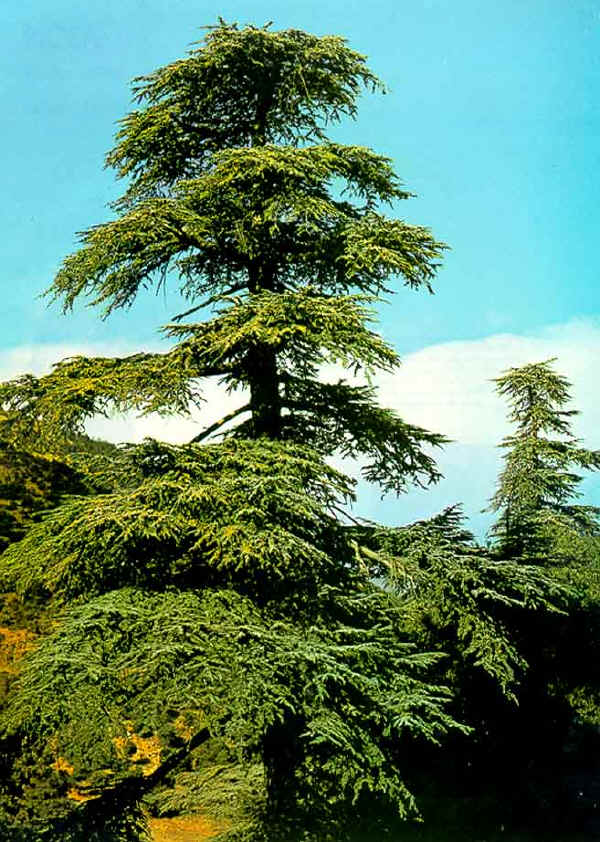 Cedro del Libano