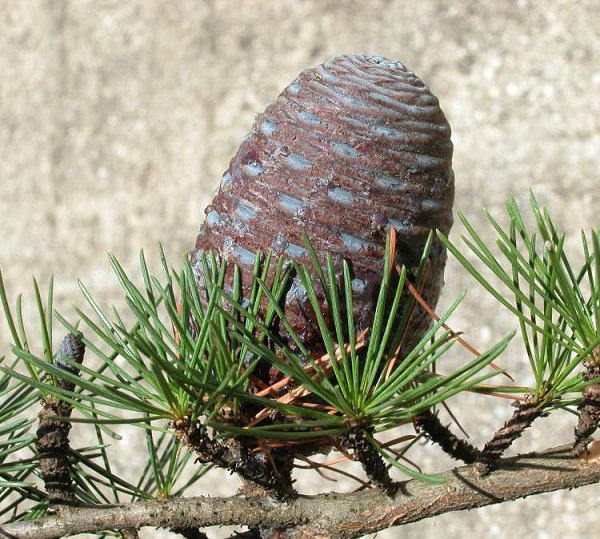 Cedro del Libano