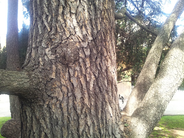 Cedro del Libano