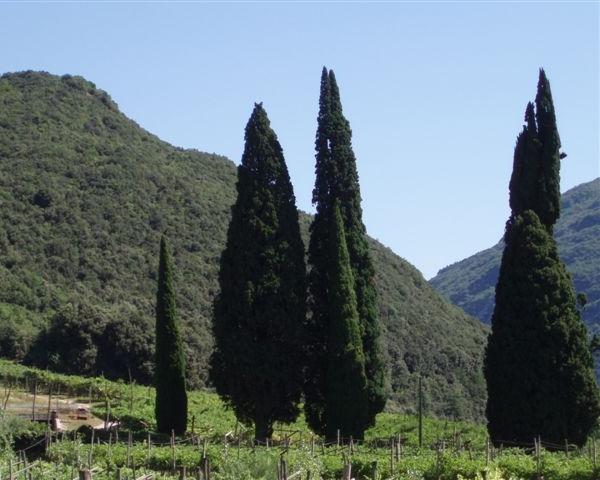 Cipresso - Cupressus sempervirens L.