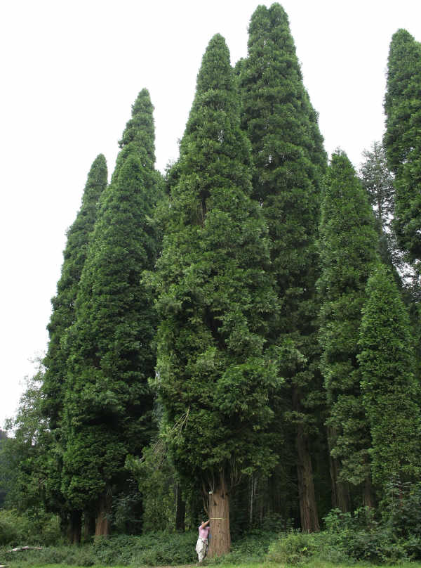 Cipresso della California