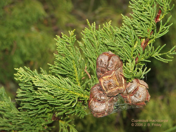 1 pianta A40-5x6,5x15 Cupressus macrocarpa ** Cipresso di Monterey 
