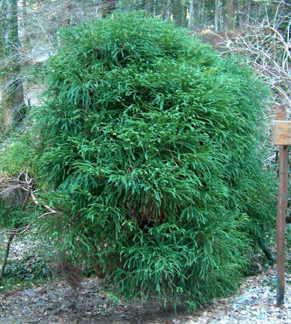 Cryptomeria japonica varietà Globosa