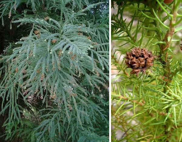 Cryptomeria japonica