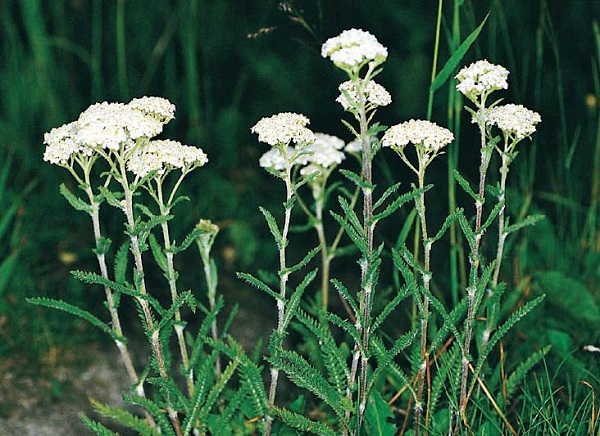 Achillea