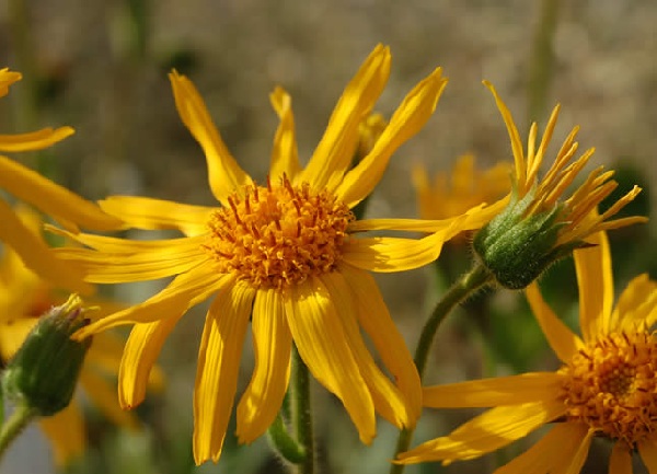 Arnica