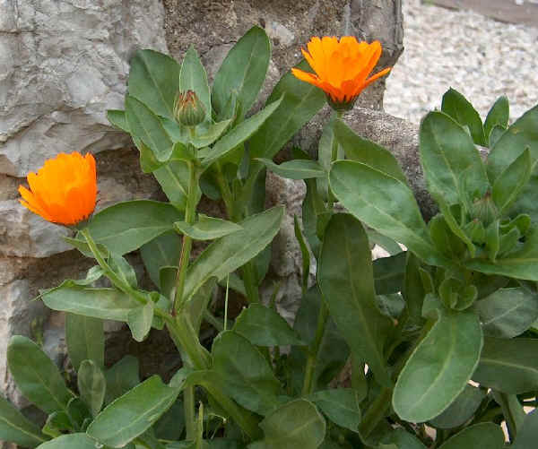 Calendula - Calendula officinalis L.