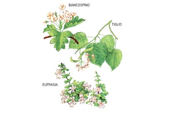 Biancospino - Eufrasia - Tiglio