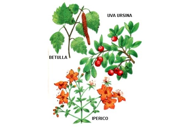 Betulla - Iperico - Uva ursina