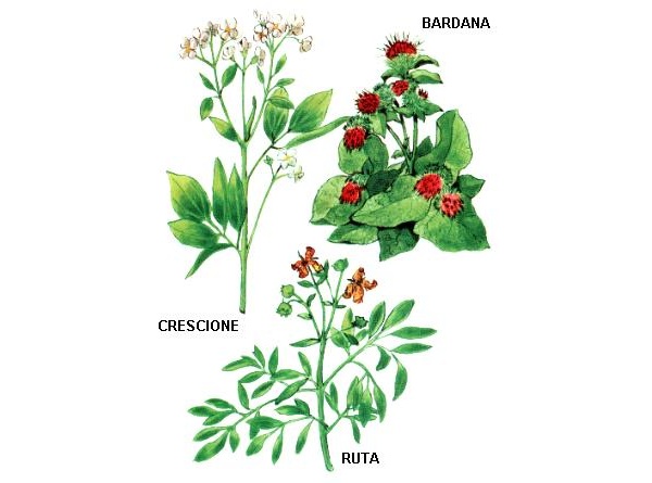 Bardana - Crescione - Ruta