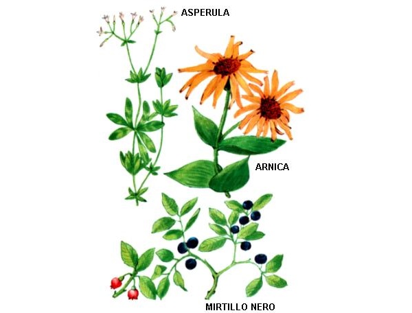 Arnica - Asperula - Mirtillo nero