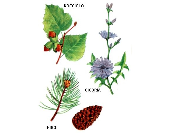 Cicoria - Nocciolo - Pino