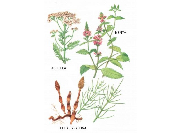 Achillea - Coda cavallina - Menta