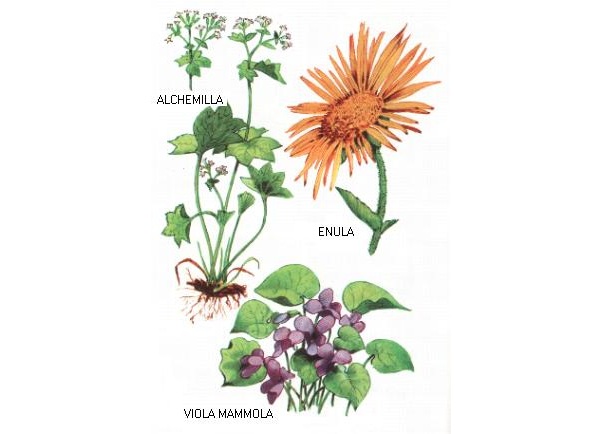 Alchemilla - Enula - Viola mammola