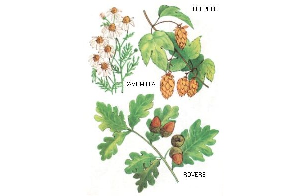 Camomilla - Luppolo - Rovere