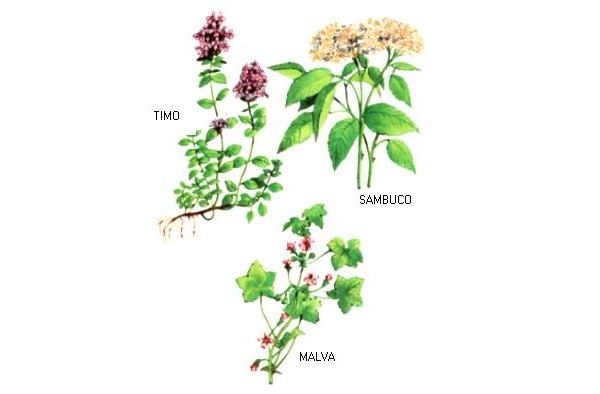 Malva - Sambuco - Timo